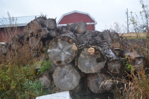 Large Quantity of Spruce Trees, lengths cut 12' long, make arrangements with owner for loading